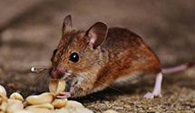 24 Hour & Emergency Exterminators in Lititz, PA
